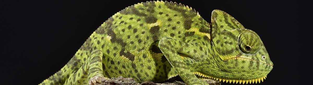buy iguanas buy dog, puppies, buy kittens in las vegas at petland pet stores in las vegas, pet supplies in las vegas