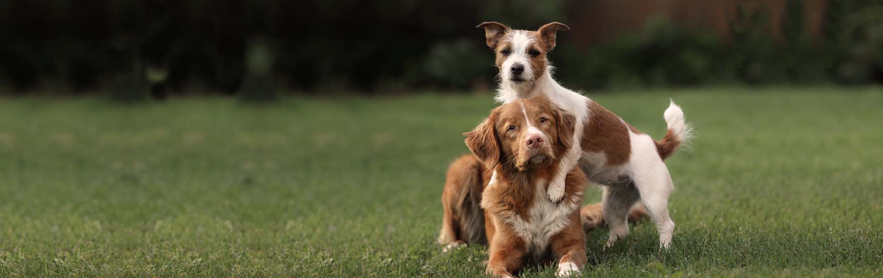 Our Breeders