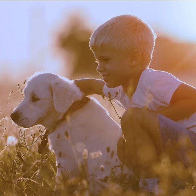 Available Puppies for Sale banner