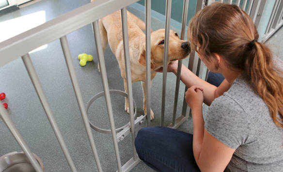 Trained Kennel Technicians