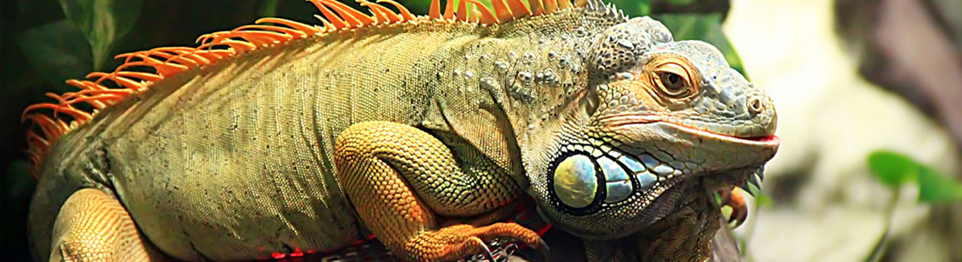buy iguanas in Las Vegas, NV