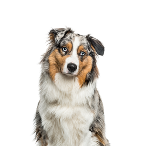 Australian Shepherd