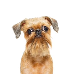 Brussels Griffon