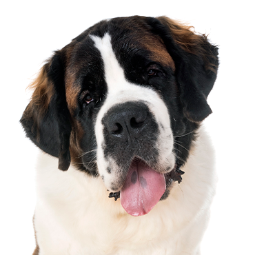 Saint Bernard Puppies - Petland Las Vegas, Nevada