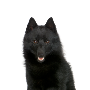 Schipperke