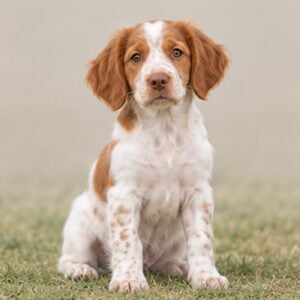 Brittany-Spaniel