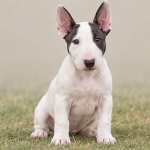 Bull-Terrier