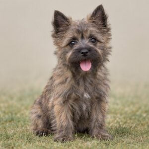 Cairne-Terrier