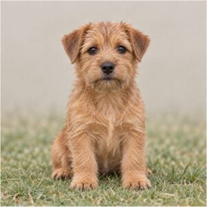 Norfolk-Terrier