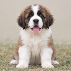 Saint-Bernard