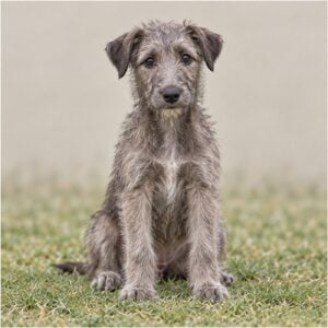 scottish-deerhound