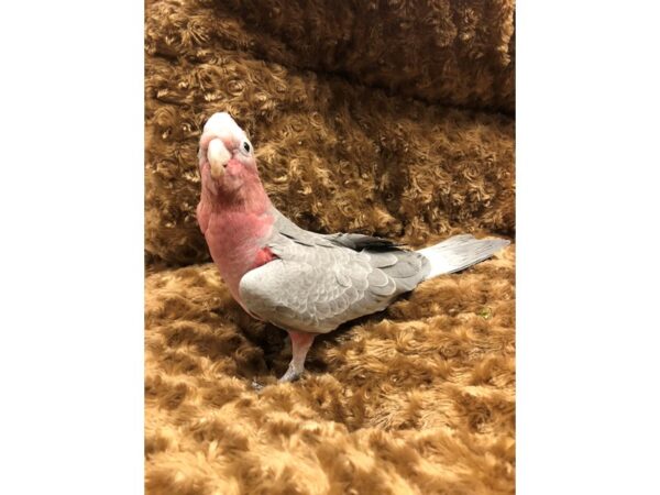 Rose Breasted Cockatoo BIRD Male Grey 19221 Petland Las Vegas, Nevada