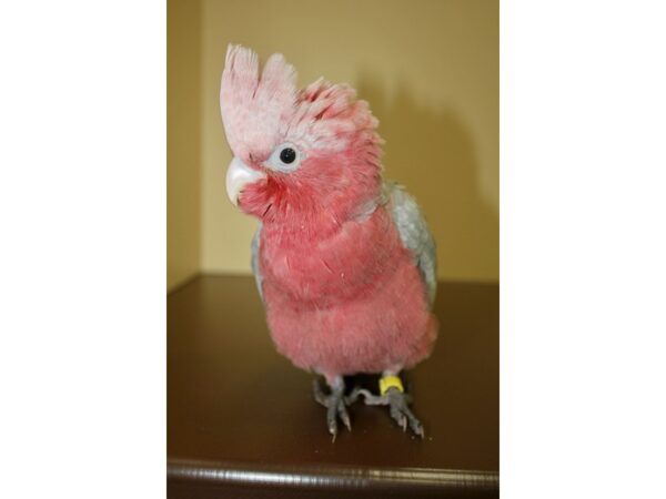 Rose Breasted Cockatoo-BIRD-Male-Grey-20487-Petland Las Vegas, Nevada