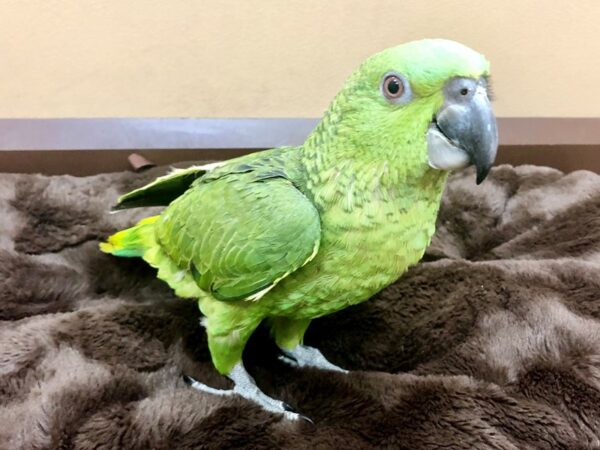 Yellow Naped Amazon-BIRD-Female-Green-20485-Petland Las Vegas, Nevada