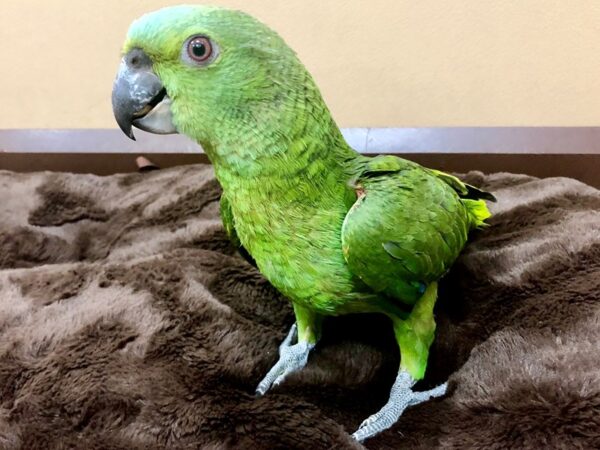 Yellow Naped Amazon/Blue Fronted Amazon-BIRD-Male-Green-20486-Petland Las Vegas, Nevada