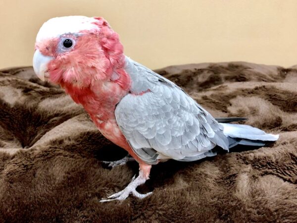 Rose Breasted Cockatoo BIRD Female Gray 20488 Petland Las Vegas, Nevada