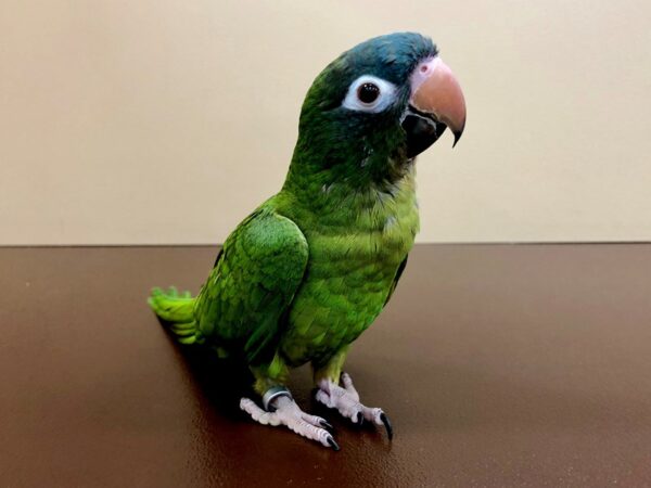 BLUE CROWN CONURE-BIRD-Male-Green-20847-Petland Las Vegas, Nevada