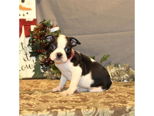 Boston Terrier DOG Male Black / White 21257 Petland Las Vegas, Nevada