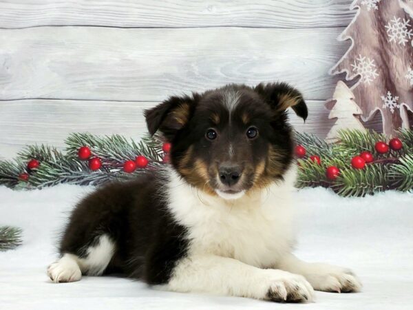 Shetland Sheepdog DOG Female Black White and Tan 21231 Petland Las Vegas, Nevada