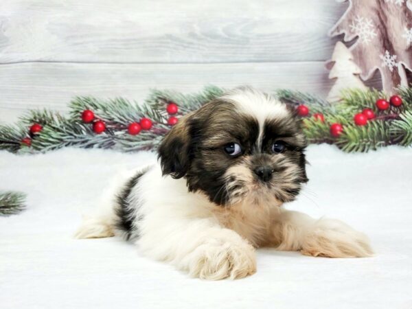 Shih Tzu DOG Female Brindle and White 21235 Petland Las Vegas, Nevada