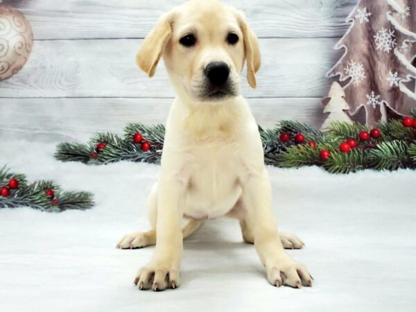 Labrador Retriever DOG Female Yellow 21247 Petland Las Vegas, Nevada