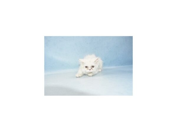 Persian-CAT-Female-White-21291-Petland Las Vegas, Nevada