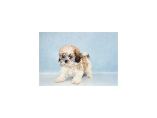 Bichon Frise/Shih Tzu DOG Female Gold and White 21296 Petland Las Vegas, Nevada