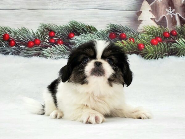 Pekingese DOG Male White Black / Tan 21303 Petland Las Vegas, Nevada