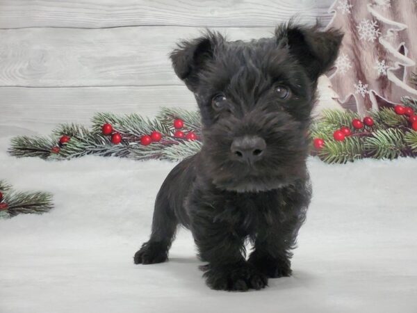 Scottish Terrier-DOG-Male-Black Brindle-21306-Petland Las Vegas, Nevada