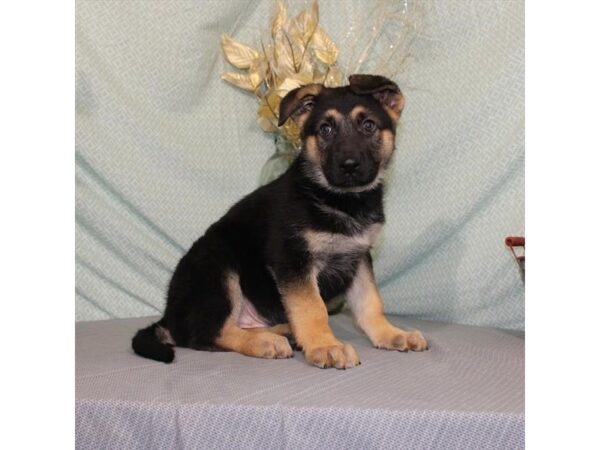 German Shepherd Dog DOG Male Black / Tan 21341 Petland Las Vegas, Nevada