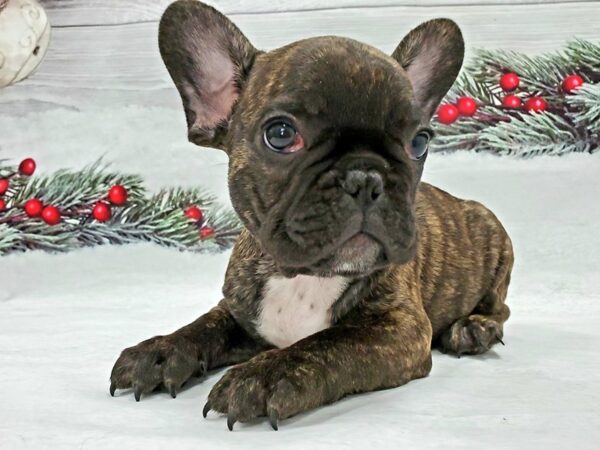 French Bulldog DOG Male Brindle 21325 Petland Las Vegas, Nevada