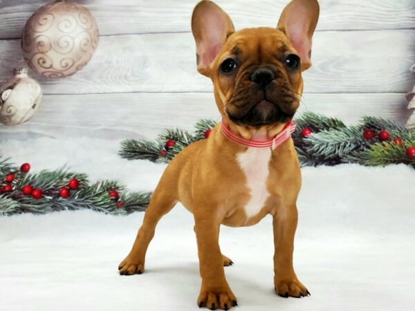 French Bulldog DOG Female Red 21326 Petland Las Vegas, Nevada