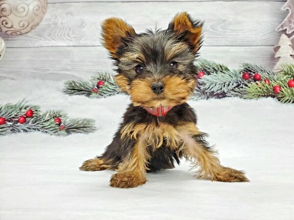 Yorkshire Terrier DOG Female Black / Tan 21337 Petland Las Vegas, Nevada