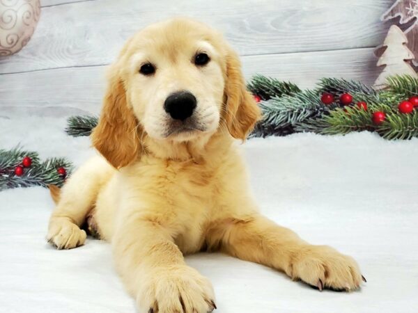 Golden Retriever-DOG-Male-Golden-21345-Petland Las Vegas, Nevada