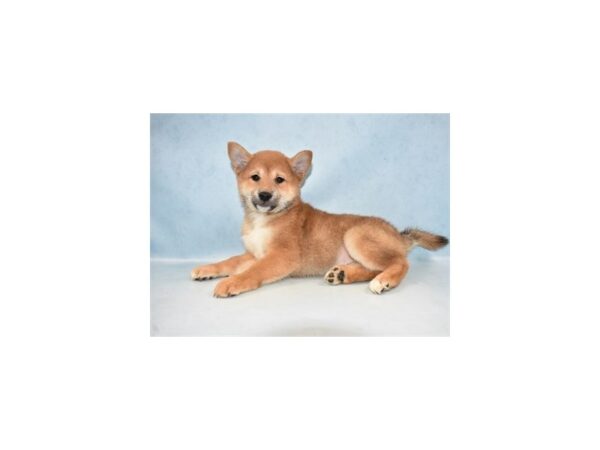 Shiba Inu-DOG-Female-Red Sesame-21357-Petland Las Vegas, Nevada