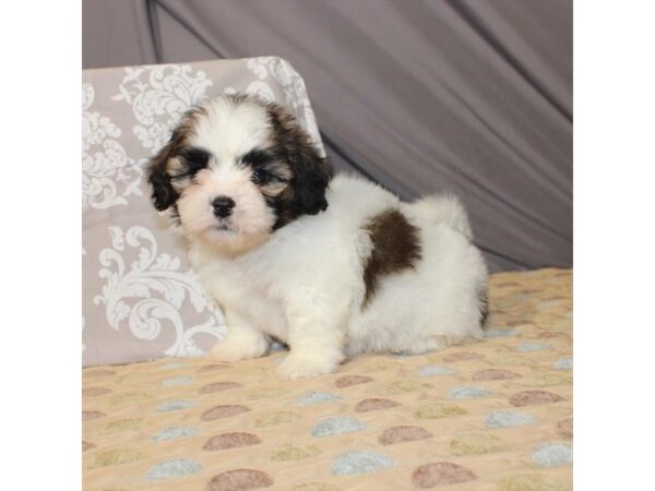 Bichon Frise/Shih Tzu DOG Female White / Gold 21383 Petland Las Vegas, Nevada