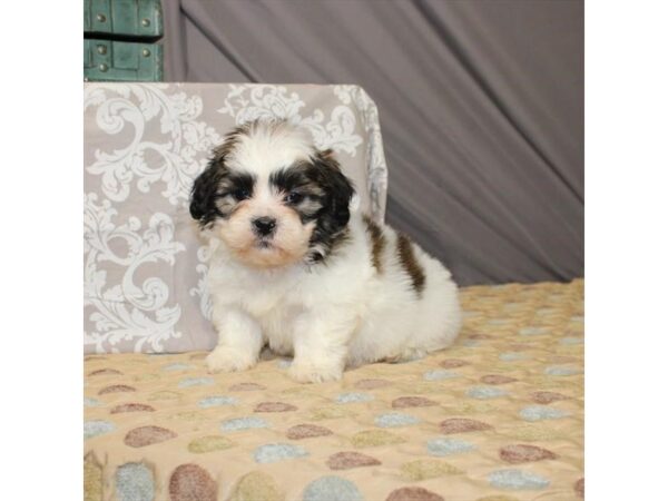 Bichon Frise/Shih Tzu DOG Male White / Gold 21384 Petland Las Vegas, Nevada