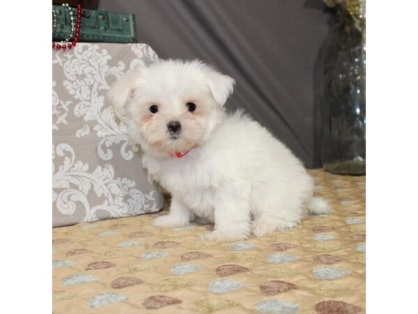 Maltese DOG Female White 21370 Petland Las Vegas, Nevada