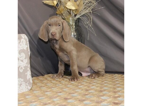 Weimaraner DOG Male Silver Gray 21376 Petland Las Vegas, Nevada