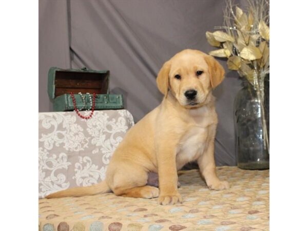 Labrador Retriever DOG Male Yellow 21368 Petland Las Vegas, Nevada