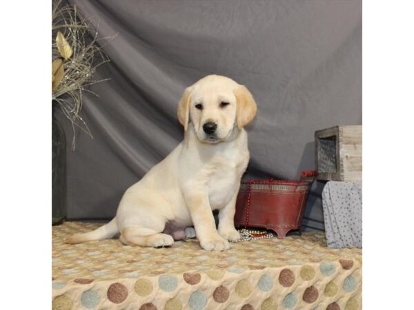 Labrador Retriever DOG Male Yellow 21369 Petland Las Vegas, Nevada