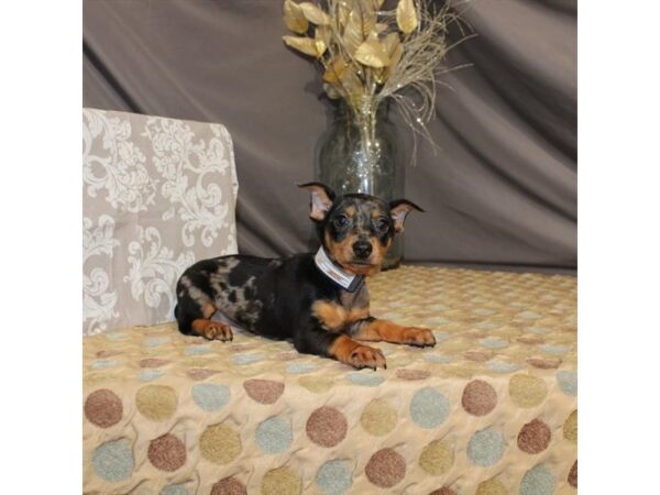 Dachshund/Miniature Pinscher DOG Male Black / Tan 21382 Petland Las Vegas, Nevada