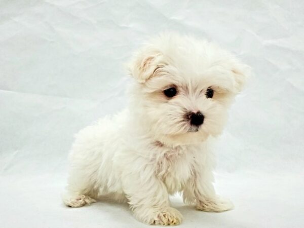 Maltese DOG Female White 21360 Petland Las Vegas, Nevada