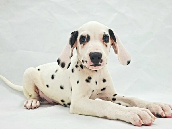 Dalmatian DOG Male White and Black 21361 Petland Las Vegas, Nevada