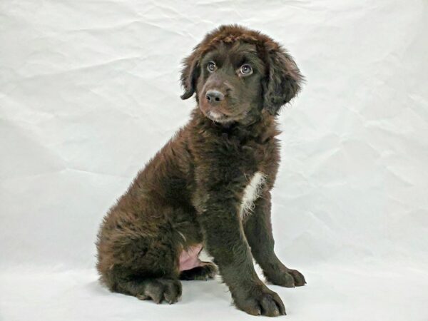 Australian Shepherd/Poodle DOG Male Black 21353 Petland Las Vegas, Nevada