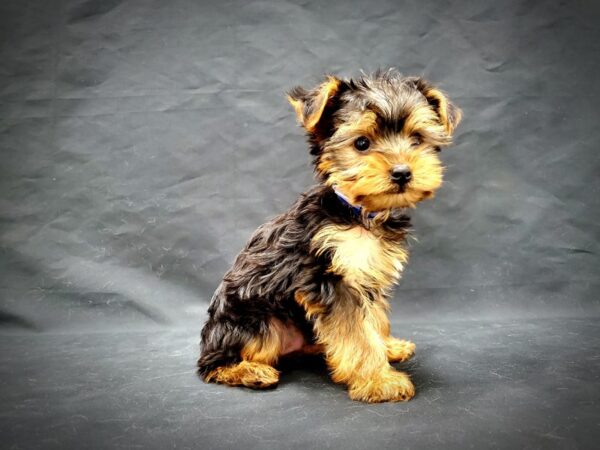 Yorkshire Terrier DOG Male Black and Tan 21356 Petland Las Vegas, Nevada