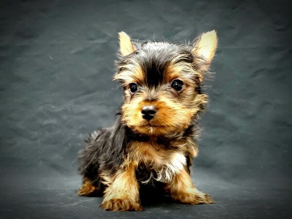 Yorkshire Terrier DOG Male Black / Tan 21378 Petland Las Vegas, Nevada