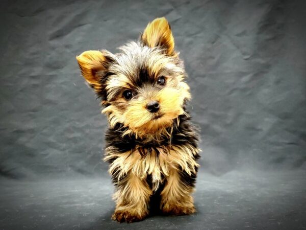 Yorkshire Terrier DOG Male Black / Tan 21377 Petland Las Vegas, Nevada