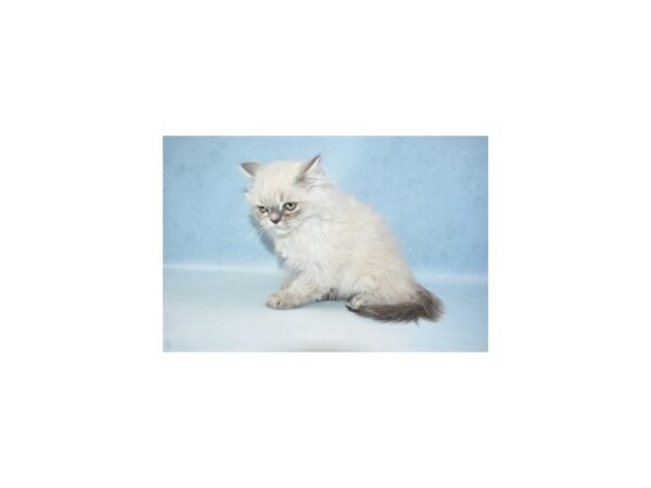 Persian CAT Male Blue 21397 Petland Las Vegas, Nevada