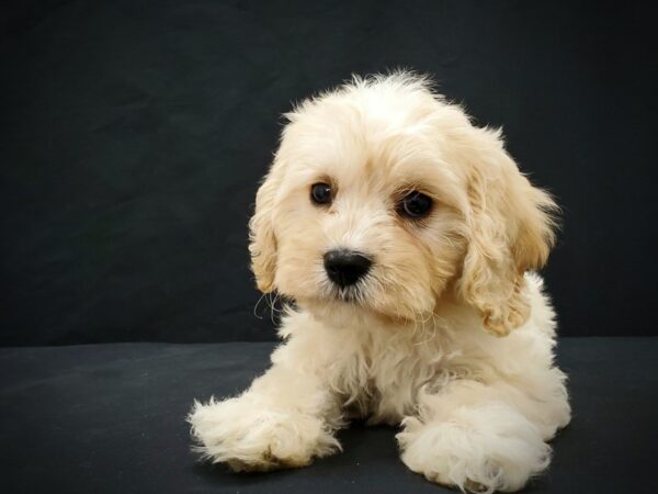 Bichon Frise/Cavalier King Charles Spaniel DOG Male Cream 21398 Petland Las Vegas, Nevada